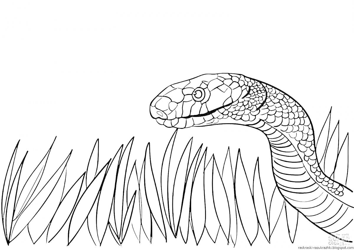 Раскраска Змея в траве