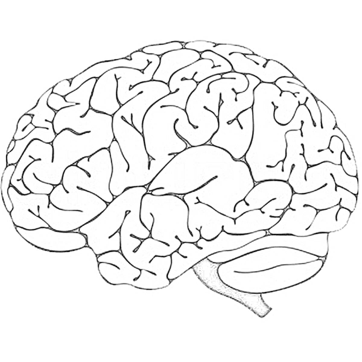 На раскраске изображено: Мозг, Головной мозг, Анатомия, Медицинская иллюстрация