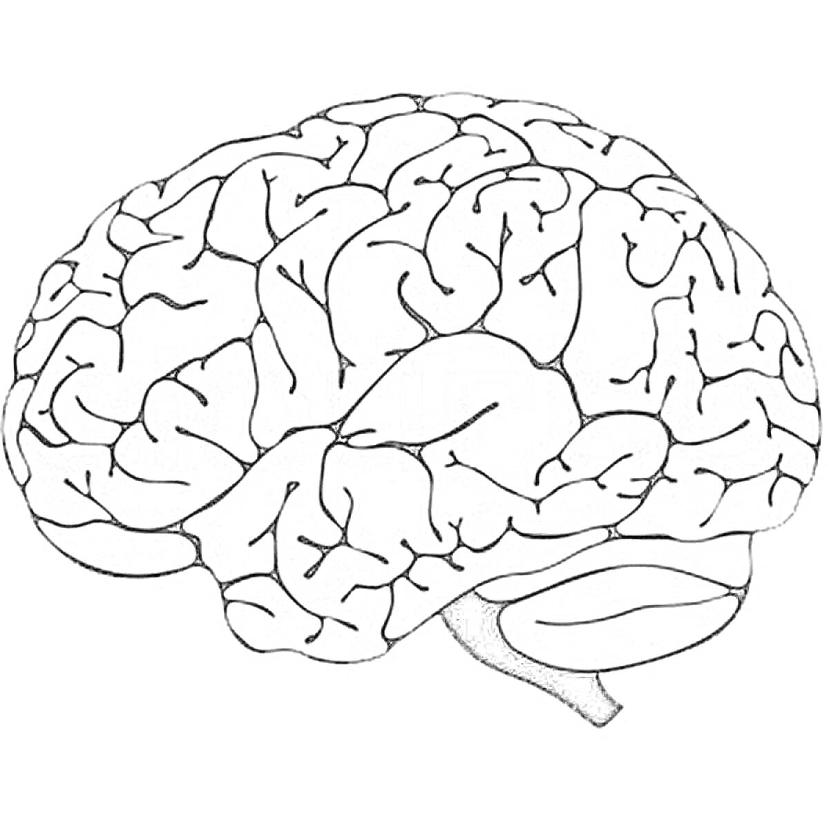 Раскраска Раскраска головного мозга с деталями борозд и извилин на белом фоне