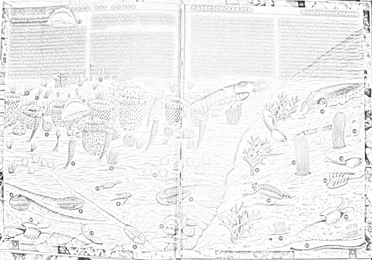 На раскраске изображено: Палеозойская эра, Морское дно, Кораллы, Водоросли, Моллюски, Доисторические времена, Древние существа