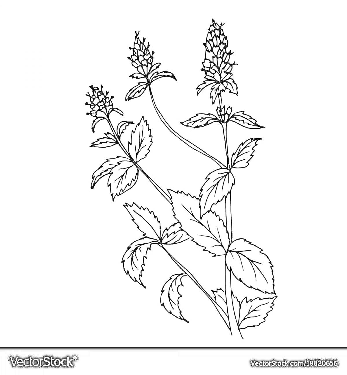 Раскраска Изображение побегов мяты с листьями и соцветиями