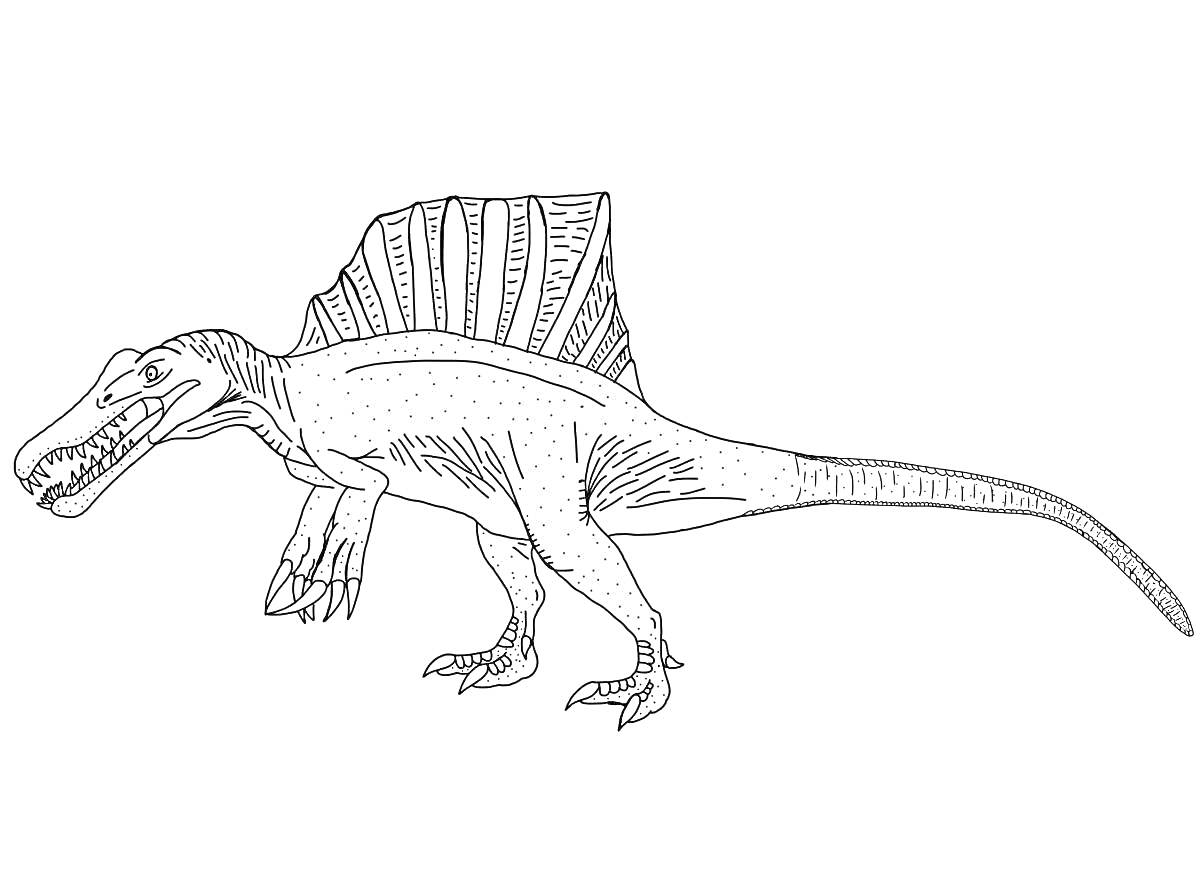 Раскраска Спинозавр с парусом на спине и пастью с зубами, стоит на четырех лапах