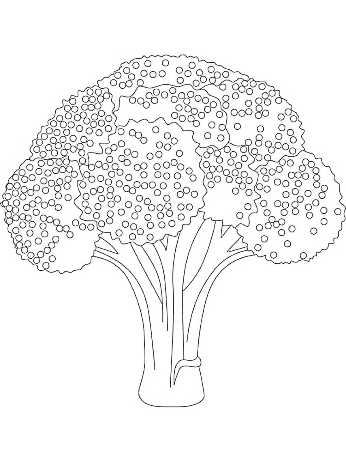 Раскраска Раскраска брокколи, показанная со всеми деталями соцветий и стебля