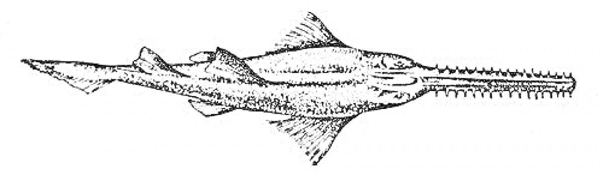 Раскраска Рыба пила с длинным и зубчатым 