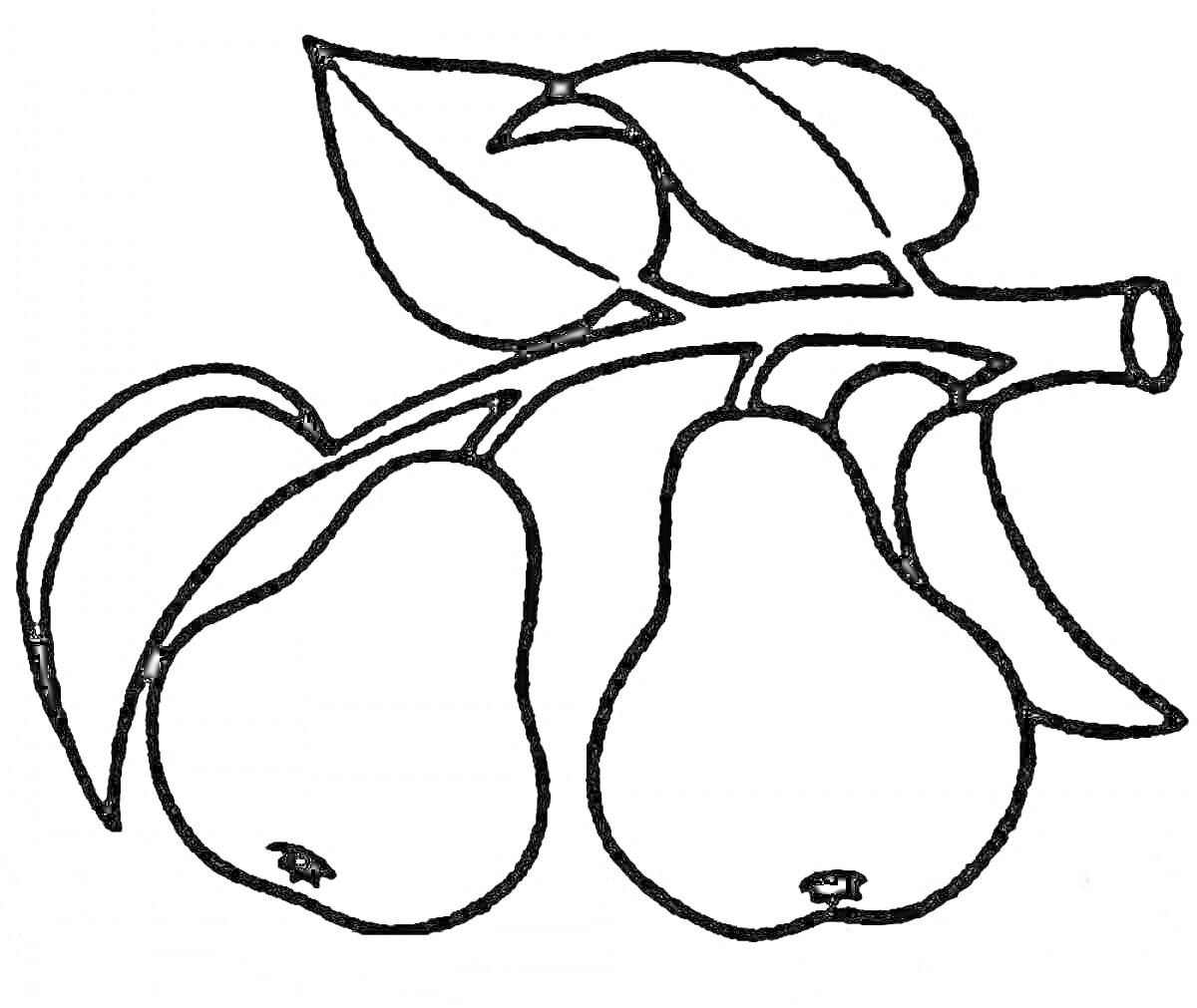 Раскраска Груша с двумя плодами и листьями на ветке