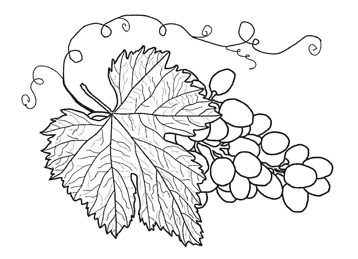 Раскраска Виноградные листья с гроздьями винограда и усиками