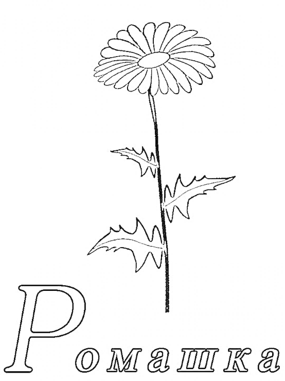 На раскраске изображено: Ромашка, Лепестки, Листья, Стебель, Текст, Цветы, Растения, Контурные рисунки