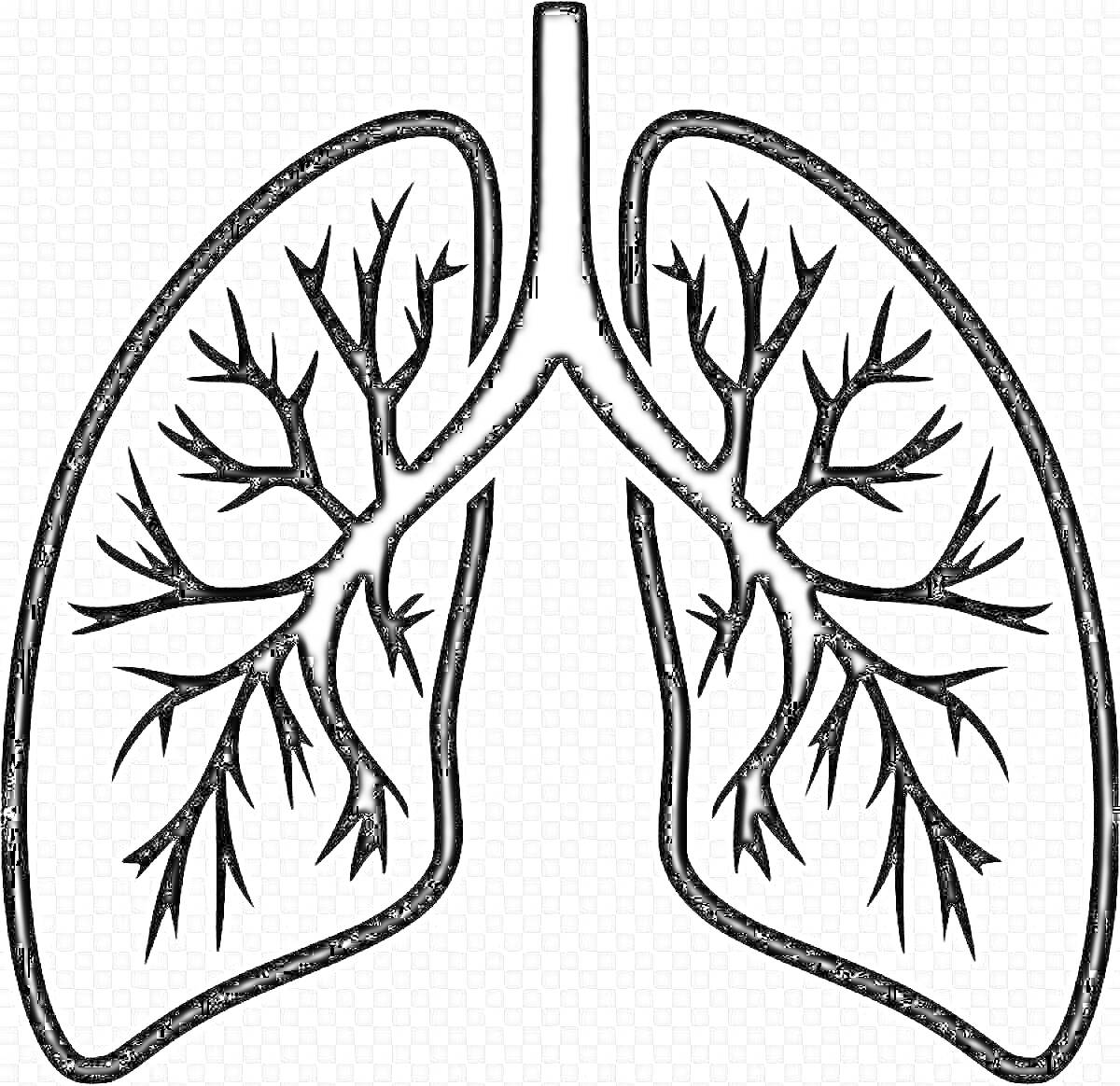 Раскраска Легкие человека с бронхиальным деревом