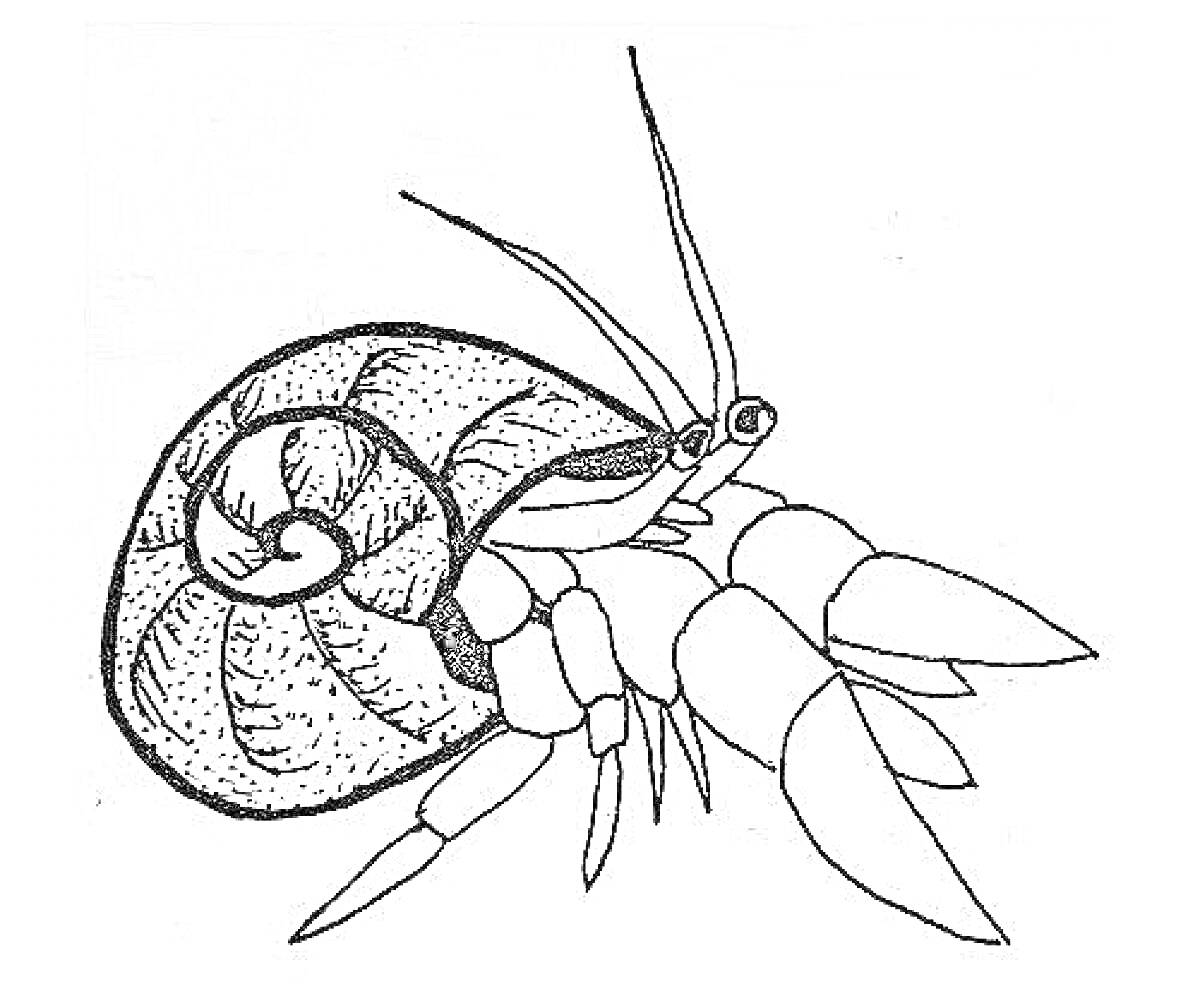 На раскраске изображено: Рак-отшельник, Раковина, Усы, Клешни, Животный мир