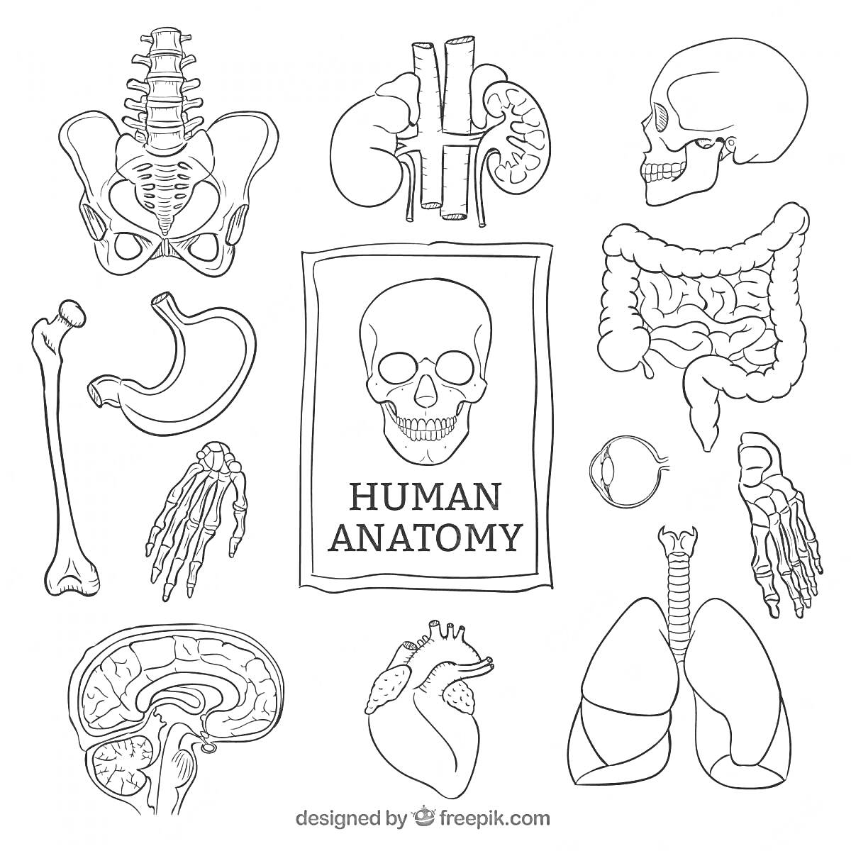 На раскраске изображено: Анатомия, Человеческое тело, Позвоночник, Почки, Череп, Толстый кишечник, Бедренная кость, Желудок, Мозг, Легкие