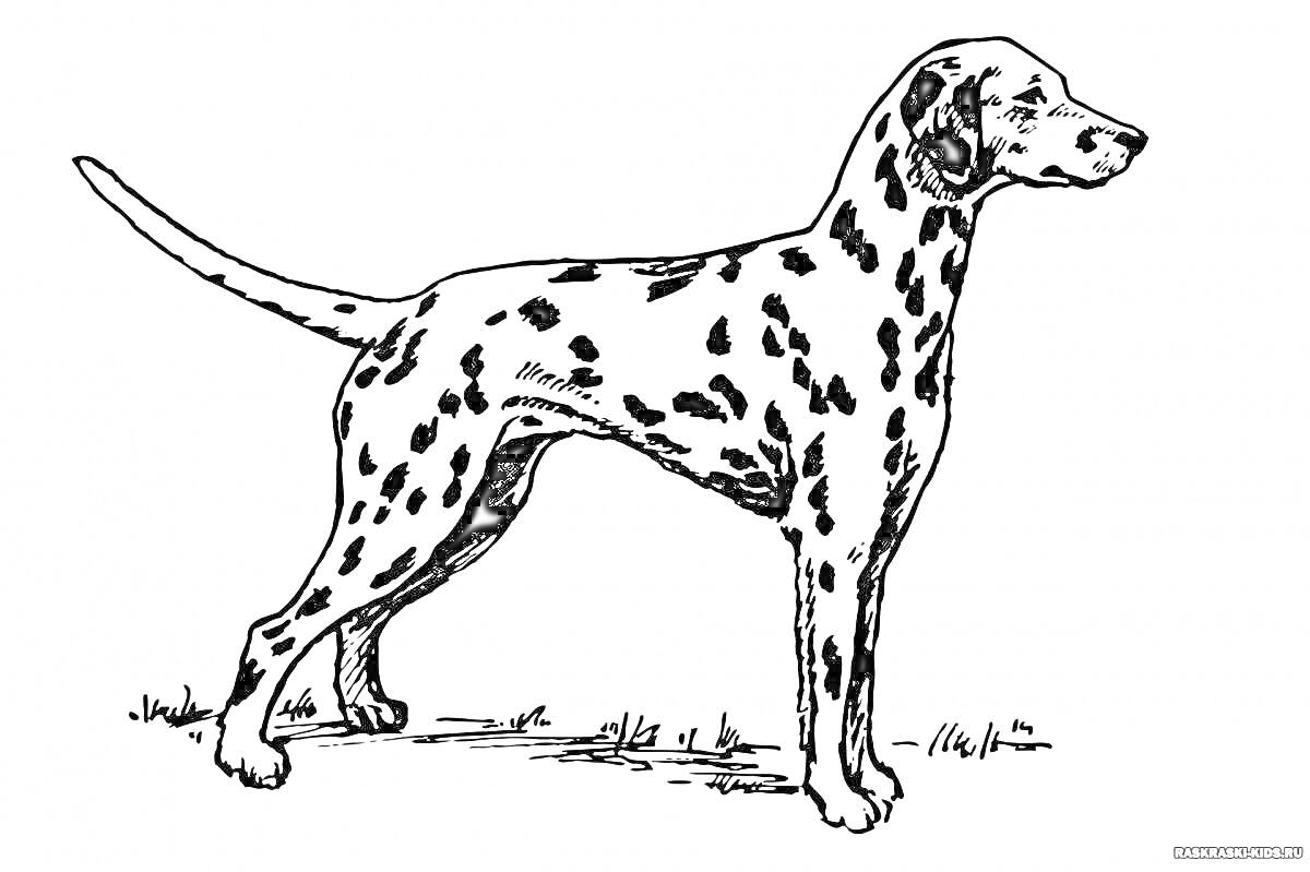 На раскраске изображено: Собака, Порода, Далматинец, Пятна, Трава