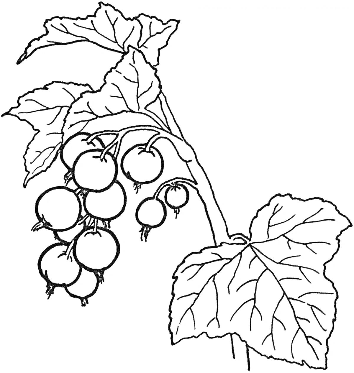 На раскраске изображено: Ягоды, Смородина, Листья, 3-4 года, Природа, Ботаника
