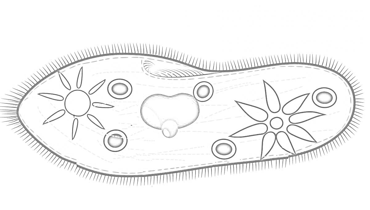 Раскраска Инфузория туфелька с элементами: реснички, макронуклеус, микронуклеус, сократительные вакуоли, пищеварительные вакуоли