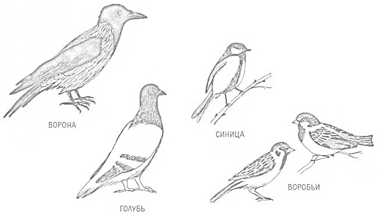 На раскраске изображено: Синица, Воробей