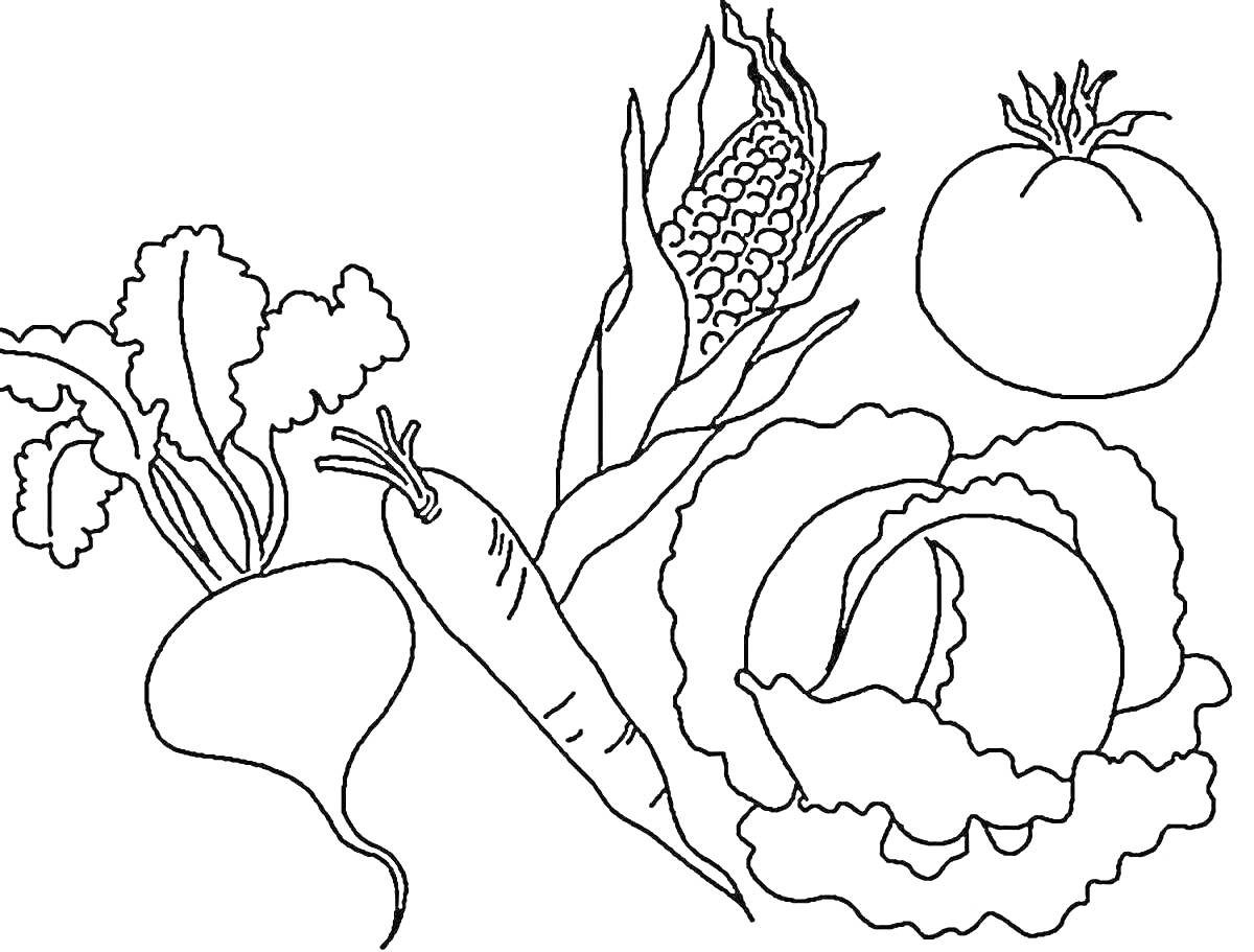 На раскраске изображено: Овощи, Свекла, Морковь, Кукуруза, Капуста, Помидор, Обучение, 3 года, 4 года