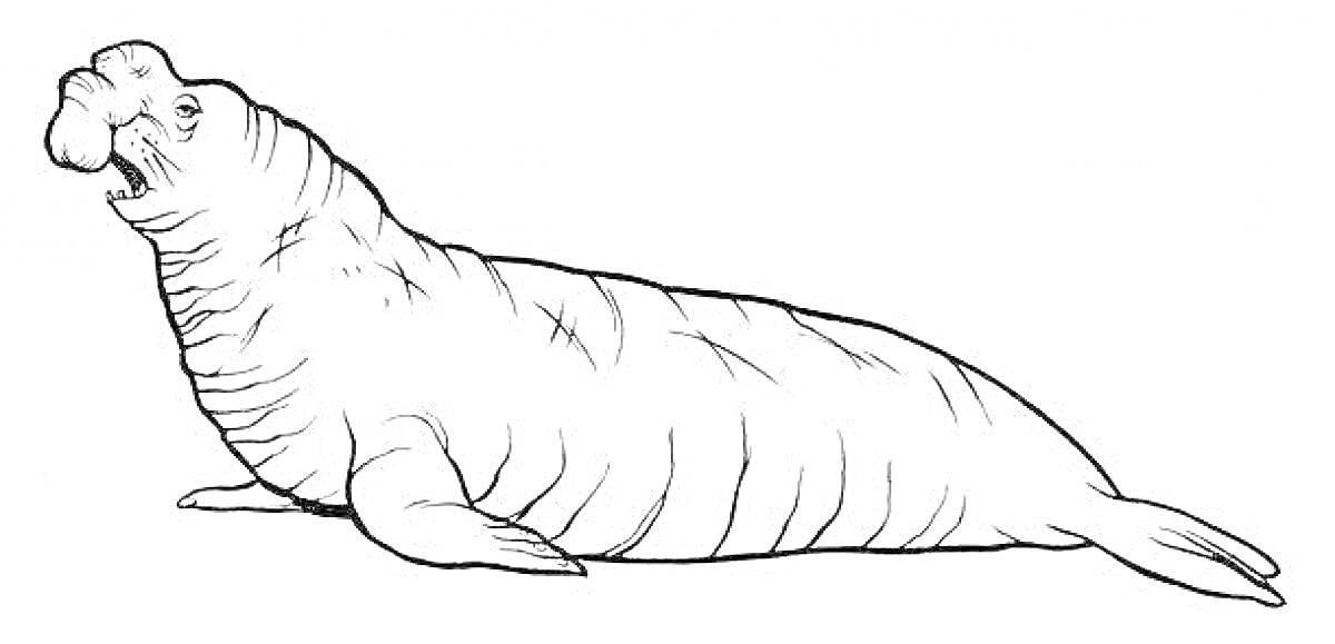 Раскраска Морской слон, лежащий на животе