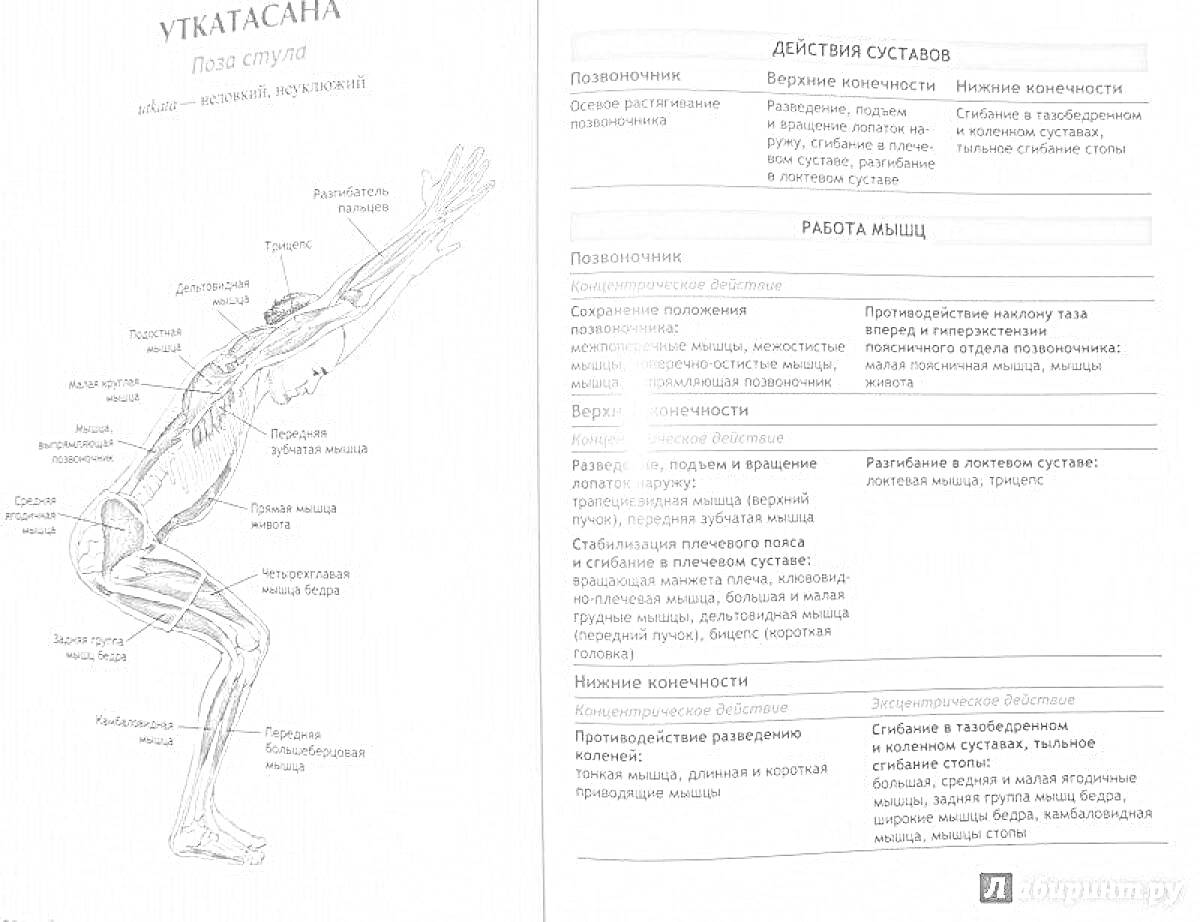 На раскраске изображено: Анатомия, Йога, Мышцы, Фитнес, Здоровье, Упражнения