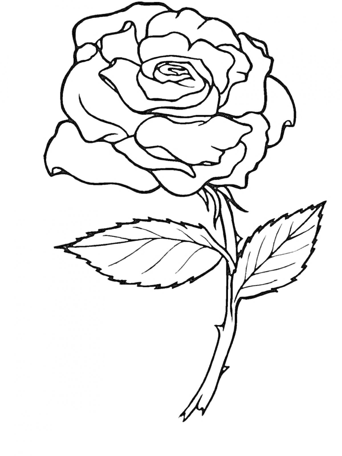 Раскраска Роза с лепестками и листьями