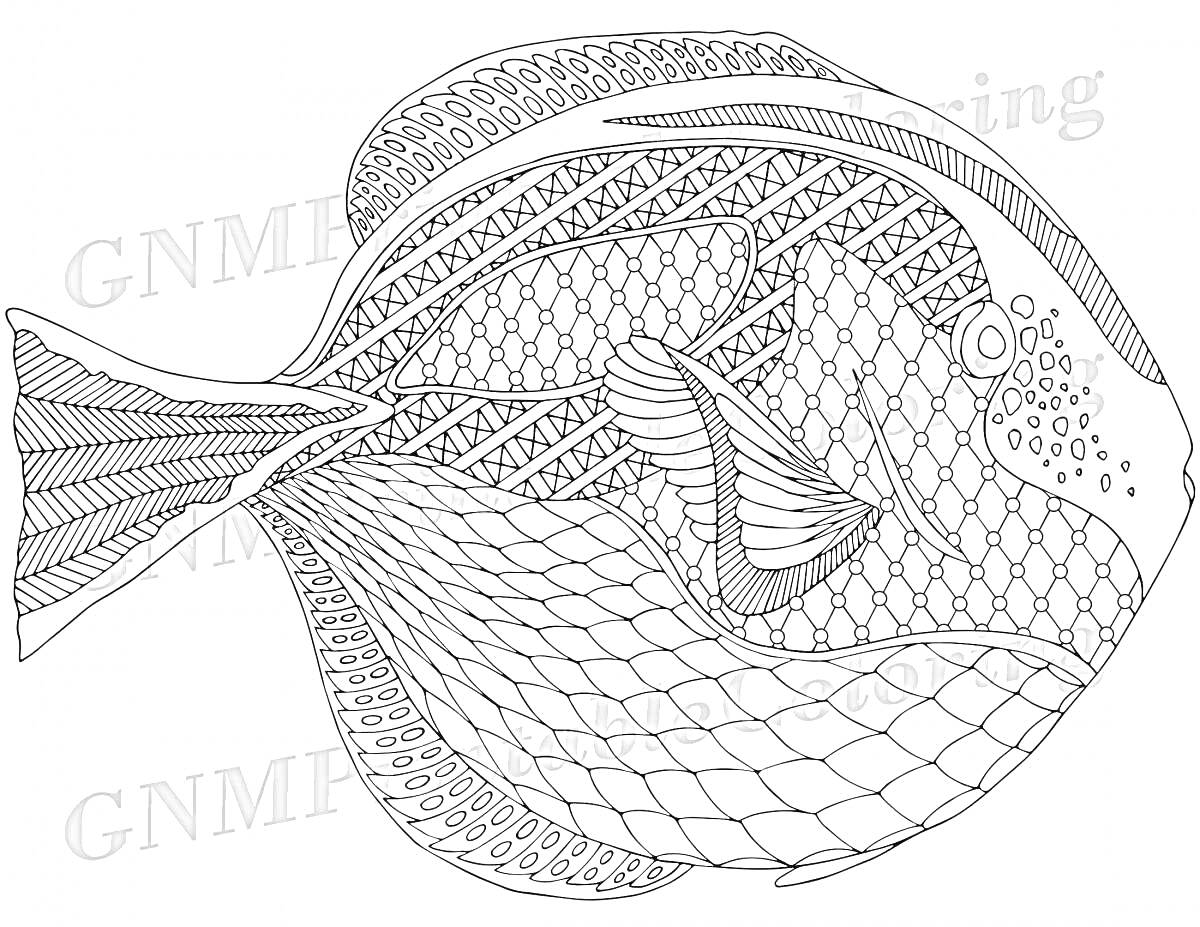 На раскраске изображено: Рыба, Чешуя, Плавники, Хвост, Анатомия, Узоры, Морская жизнь