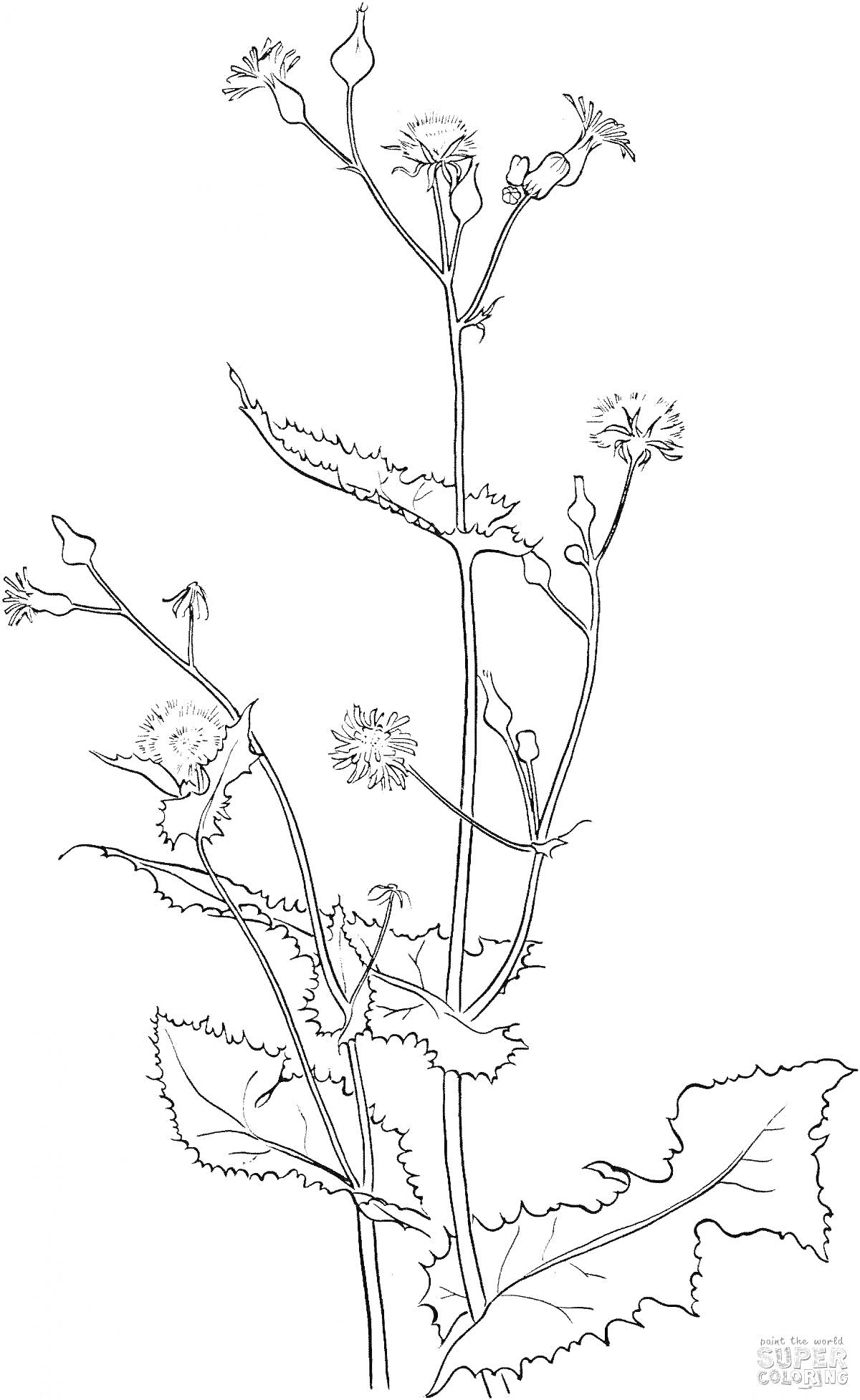 Раскраска Чертополох с цветами и листьями