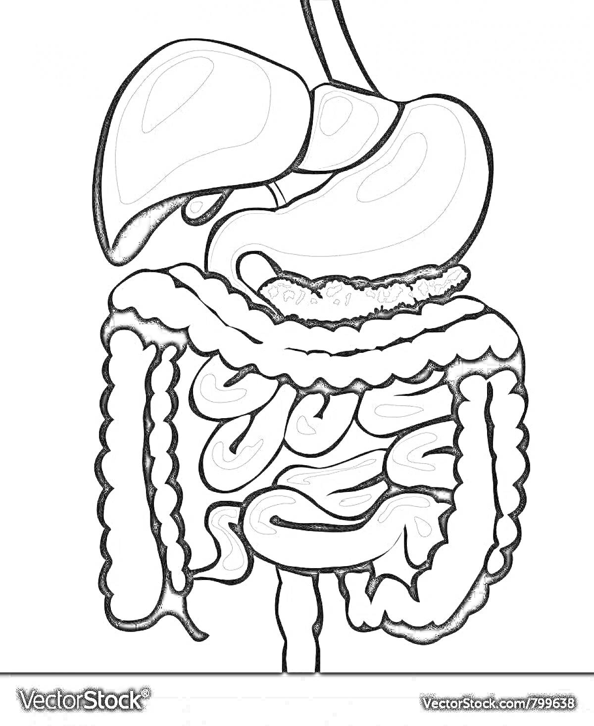 Пищеварительная система с желудком, печенью, тонким и толстым кишечником, аппендиксом и прямой кишкой.