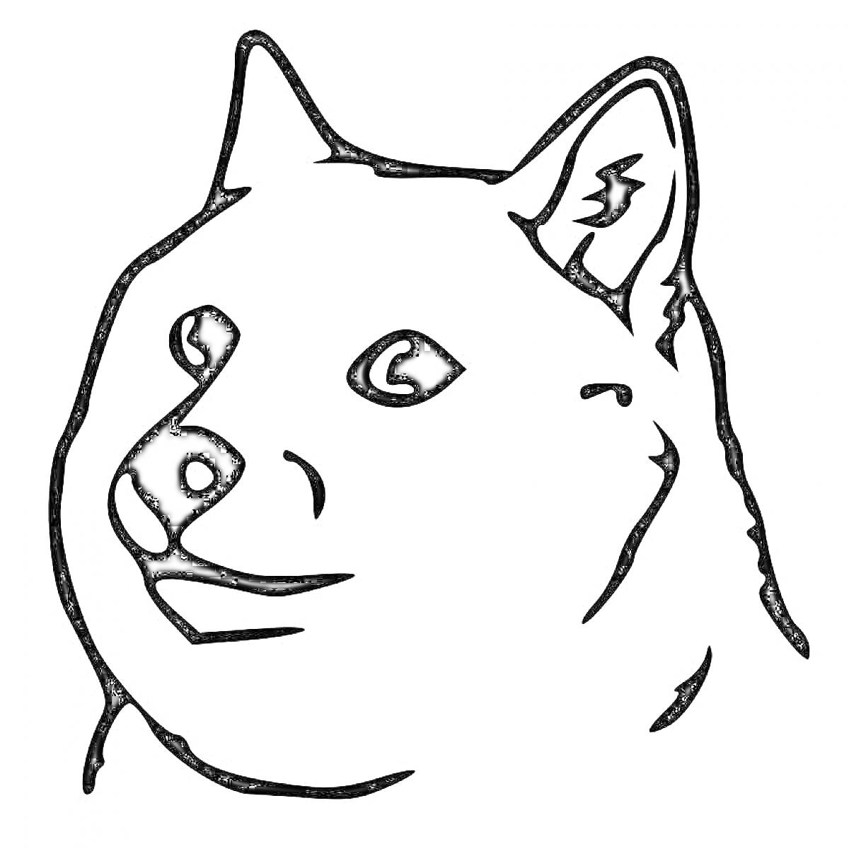 Раскраска Собака с мемом Doge с черными линиями