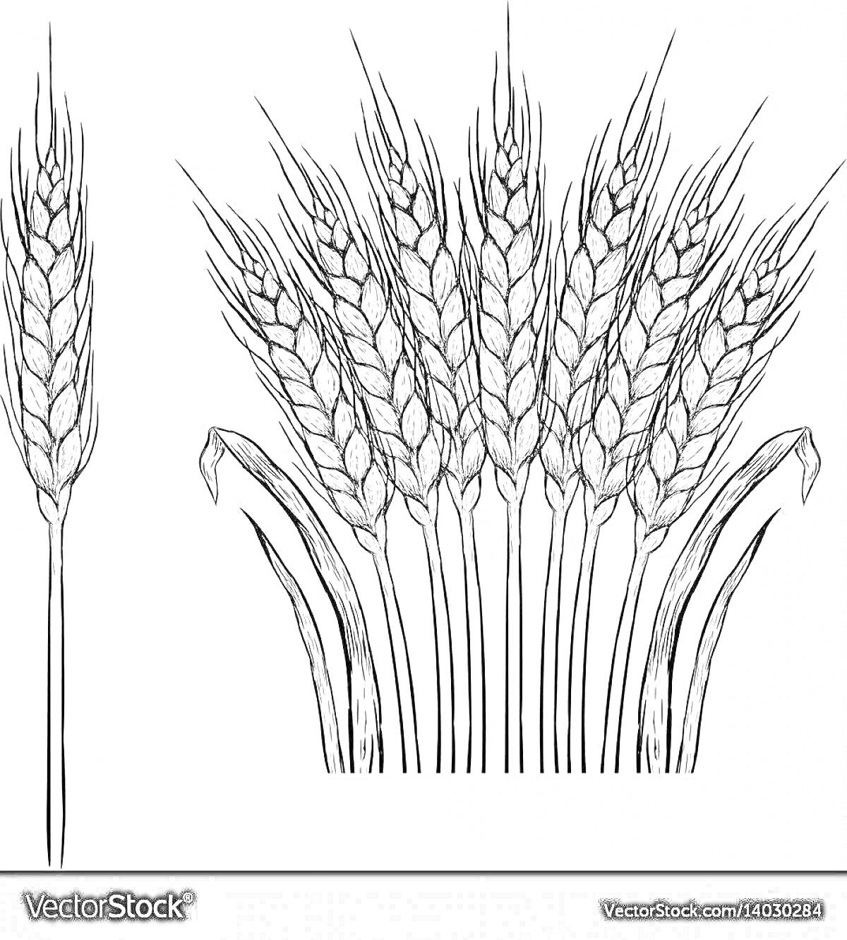 Раскраска Колосок пшеницы, одиночный колосок и пучок колосков