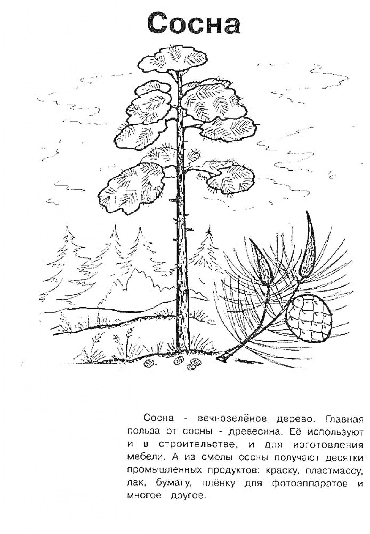 Раскраска Сосна с шишкой и лесным пейзажем