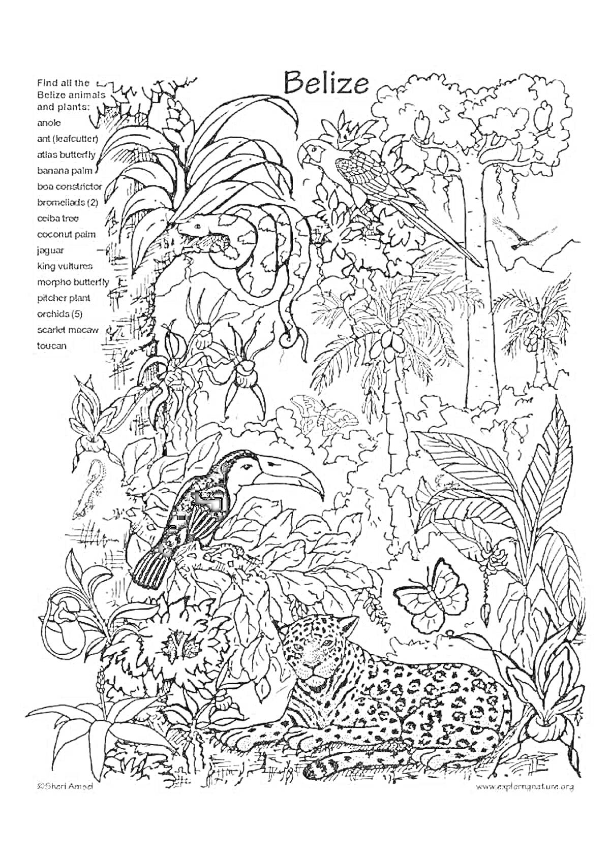На раскраске изображено: Птица, Ленивец, Тукан, Ягуар, Бабочка, Деревья, Пальмы, Цветы, Джунгли, Флора, Фауна