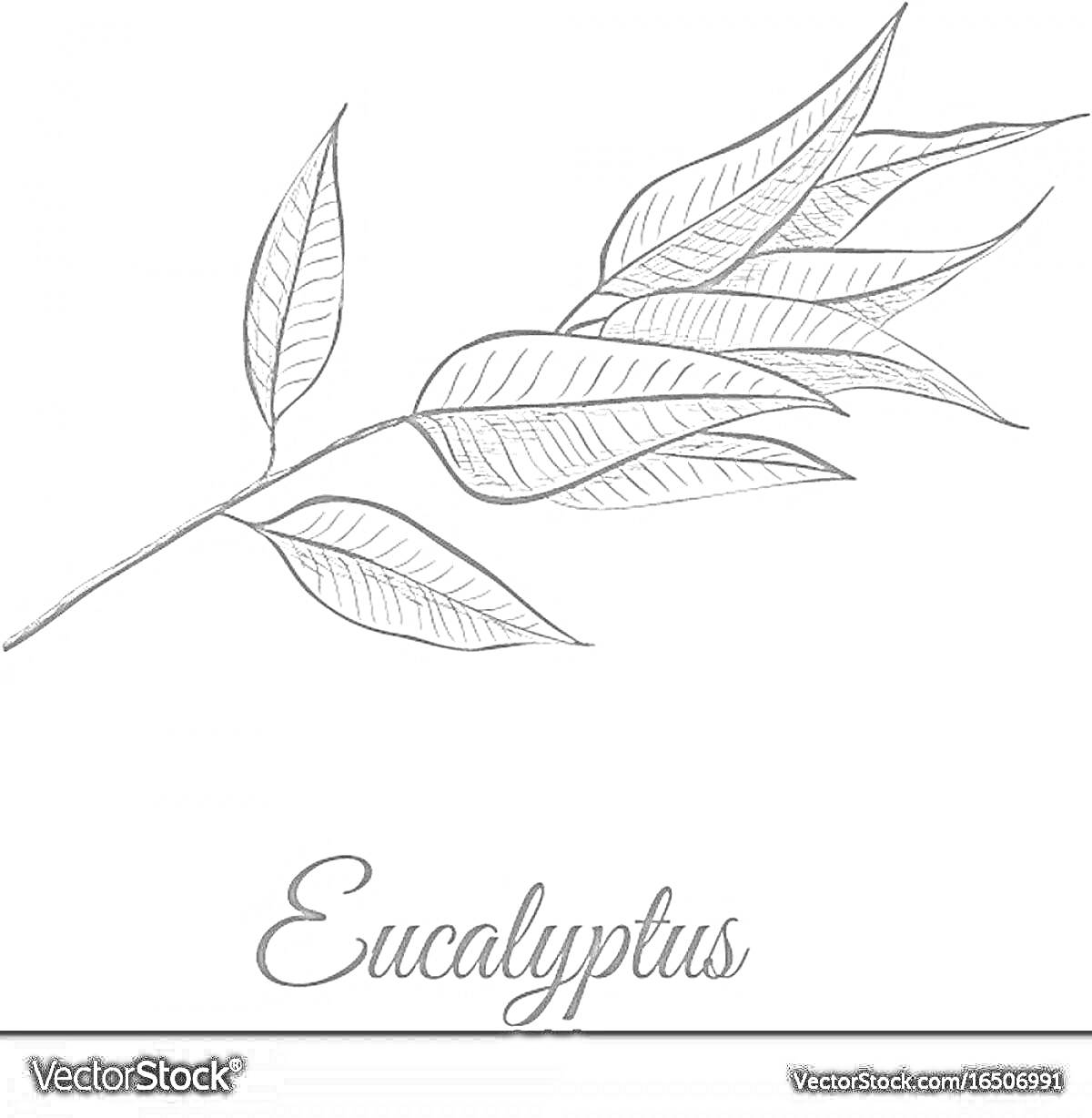 Раскраска Иллюстрация ветки эвкалипта с листьями