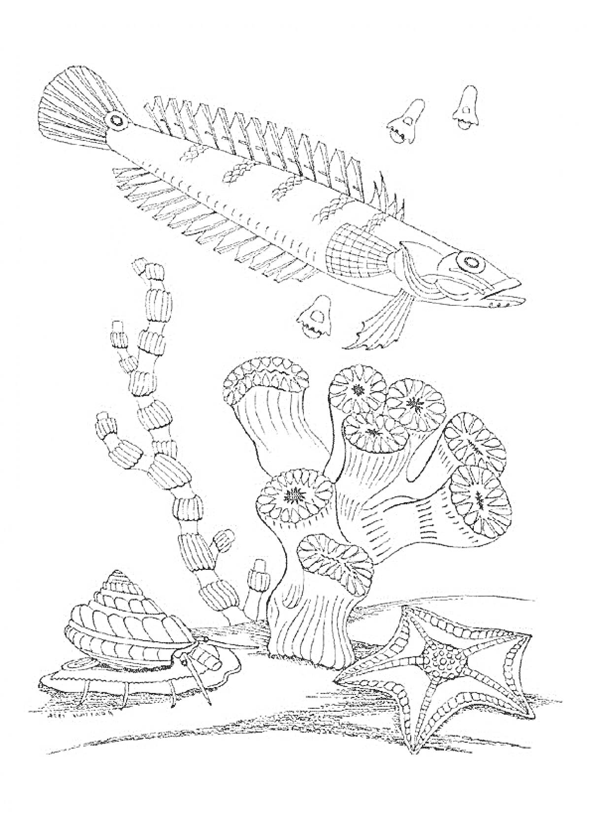 Раскраска Большая рыба, морская звезда, кораллы, морские растения, улитка, маленькие рыбки, подводный мир