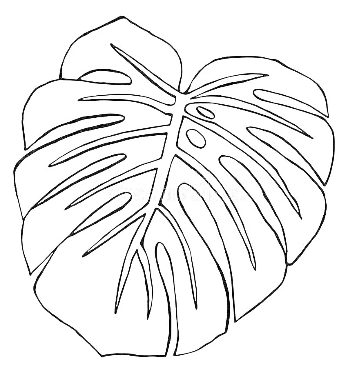 Раскраска Монстера - раскраска с изображением листа