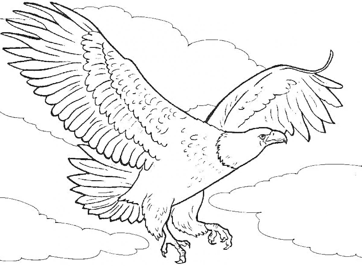 На раскраске изображено: Орел, Птица, Полет, Крылья, Облака, Небо, Природа, Для детей, Животные