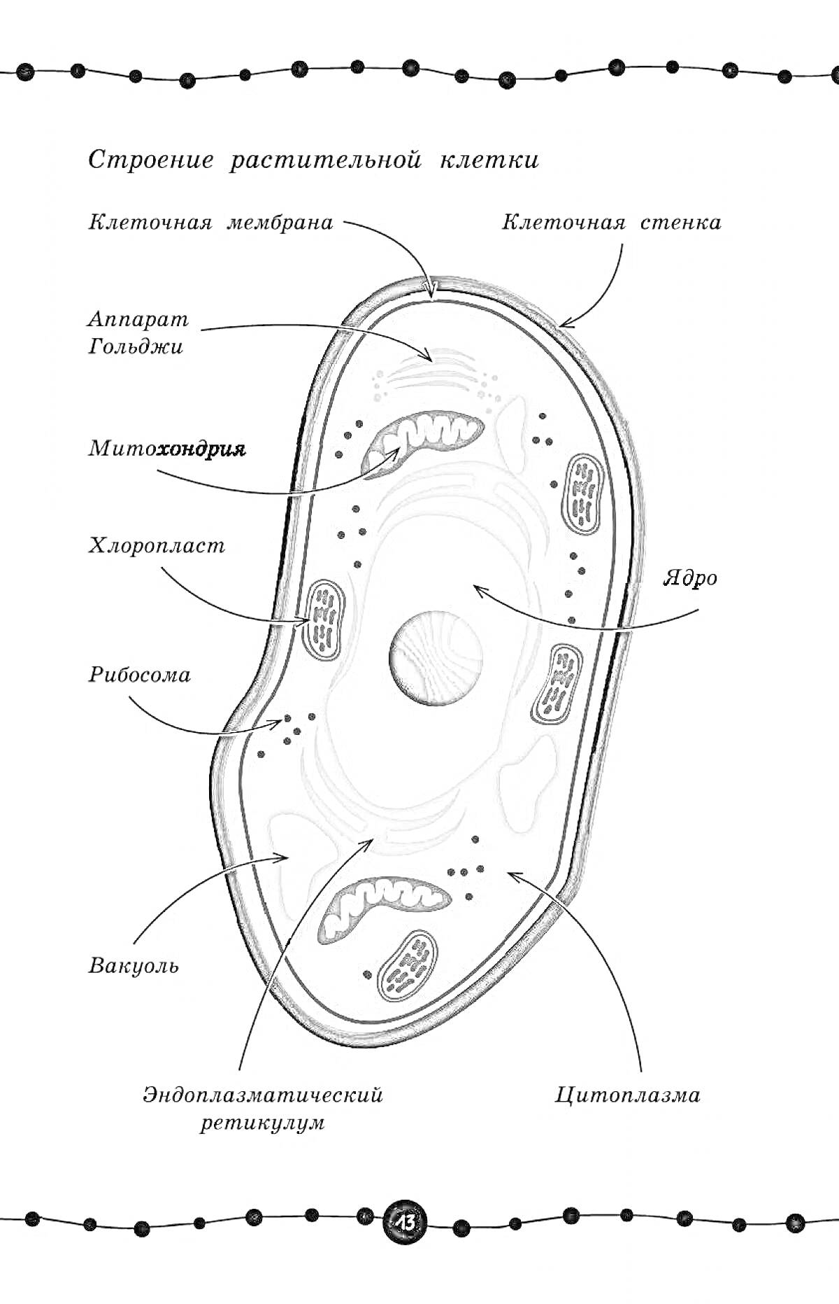 Раскраска Строение растительной клетки.Элементы: - Клеточная мембрана - Клеточная стенка - Аппарат Гольджи - Митохондрия - Хлоропласт - Ядро - Рибосома - Вакуоль - Эндоплазматический ретикулум - Цитоплазма