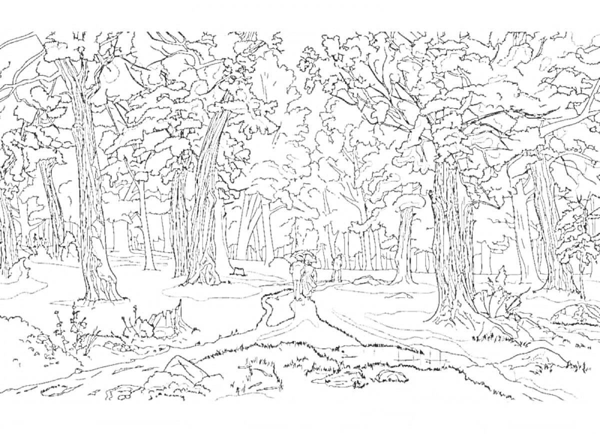 На раскраске изображено: Лес, Деревья, Дорожка, Природа, Пейзаж