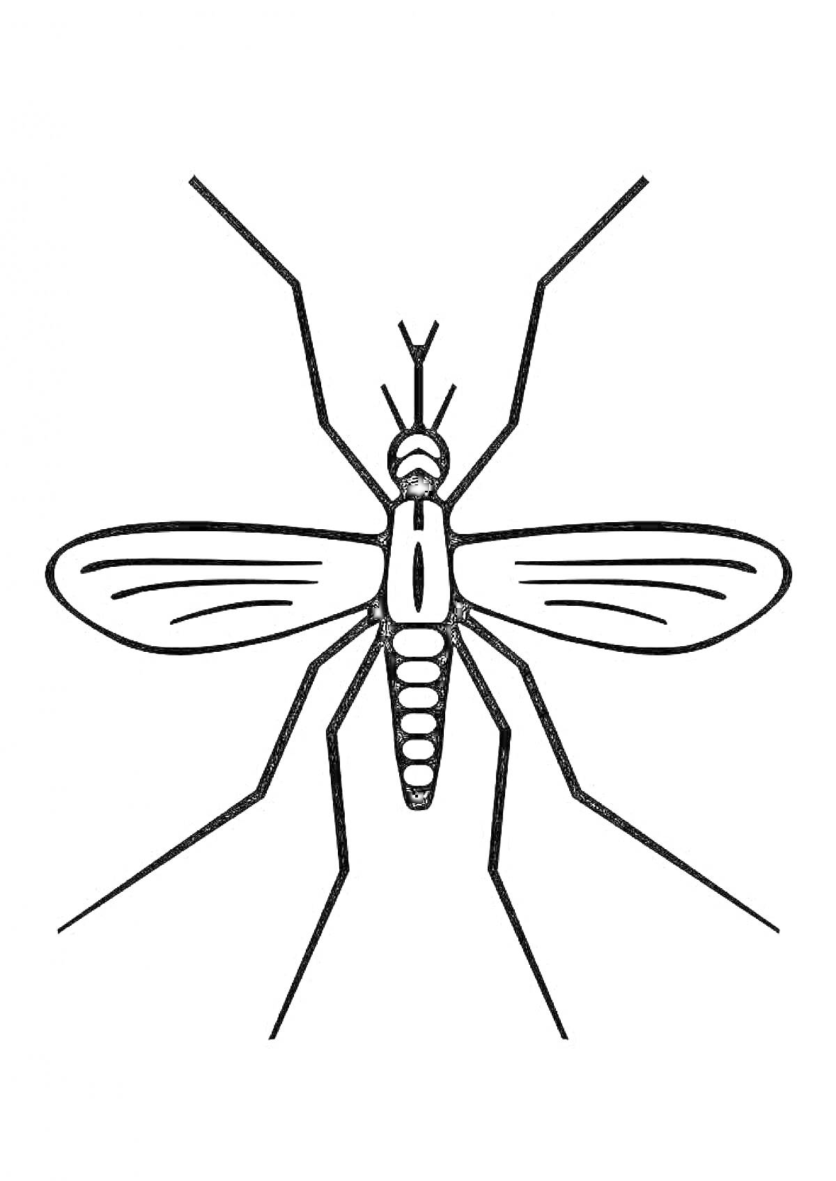 На раскраске изображено: Комар, Насекомое, Крылья, Ноги, Для детей
