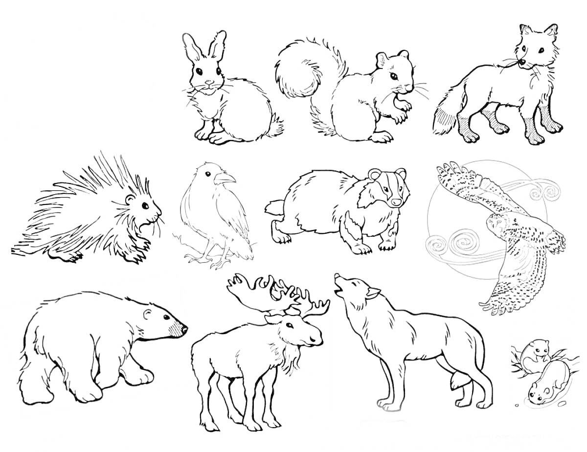 Раскраска Еж, кролик, белка, лисица, дикобраз, ворона, кролик, летящая сова, белый медведь, лось, волк, два малыша ежа