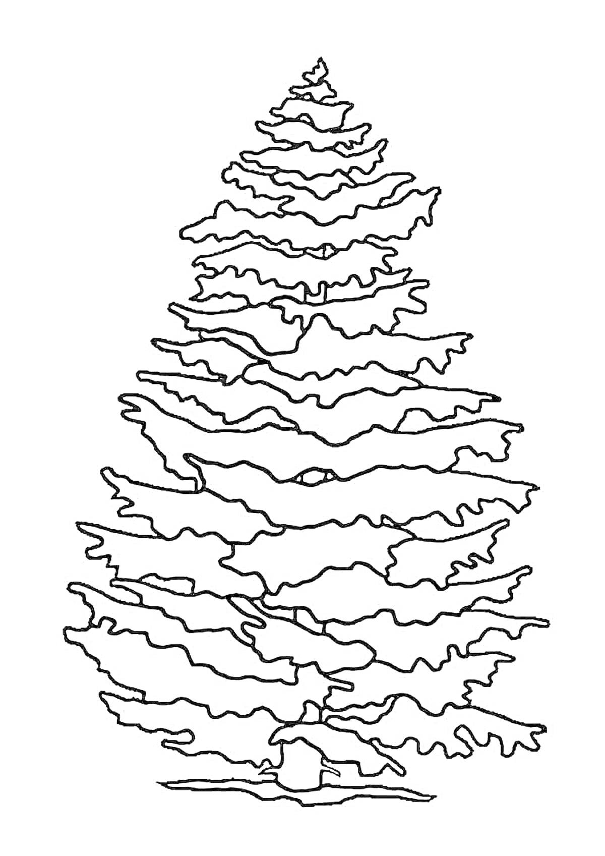 Раскраска Контурное изображение пихты