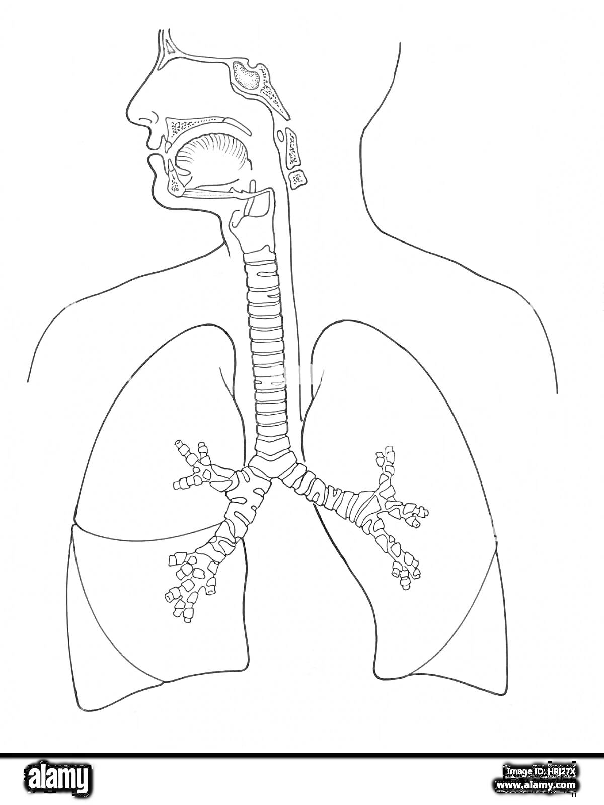 Раскраска Контурное изображение дыхательной системы человека с элементами носовой полости, рото-глотки, трахеи, бронхов и легких