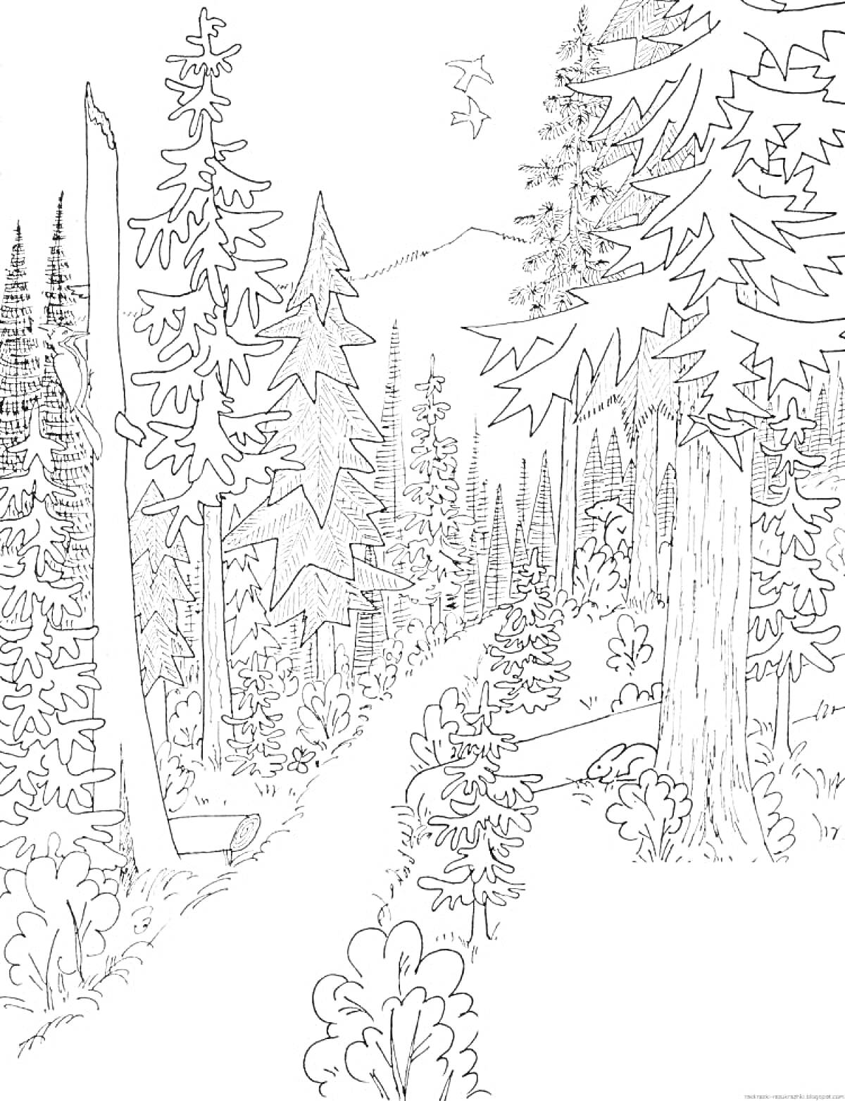 Раскраска Лесная тропинка с деревьями, кустами и птицами
