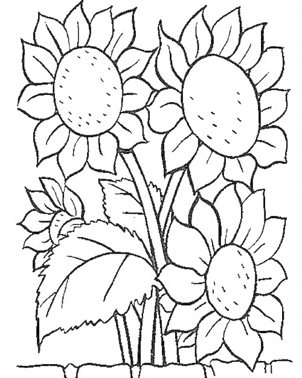 Раскраска Подсолнухи с листьями на грядке