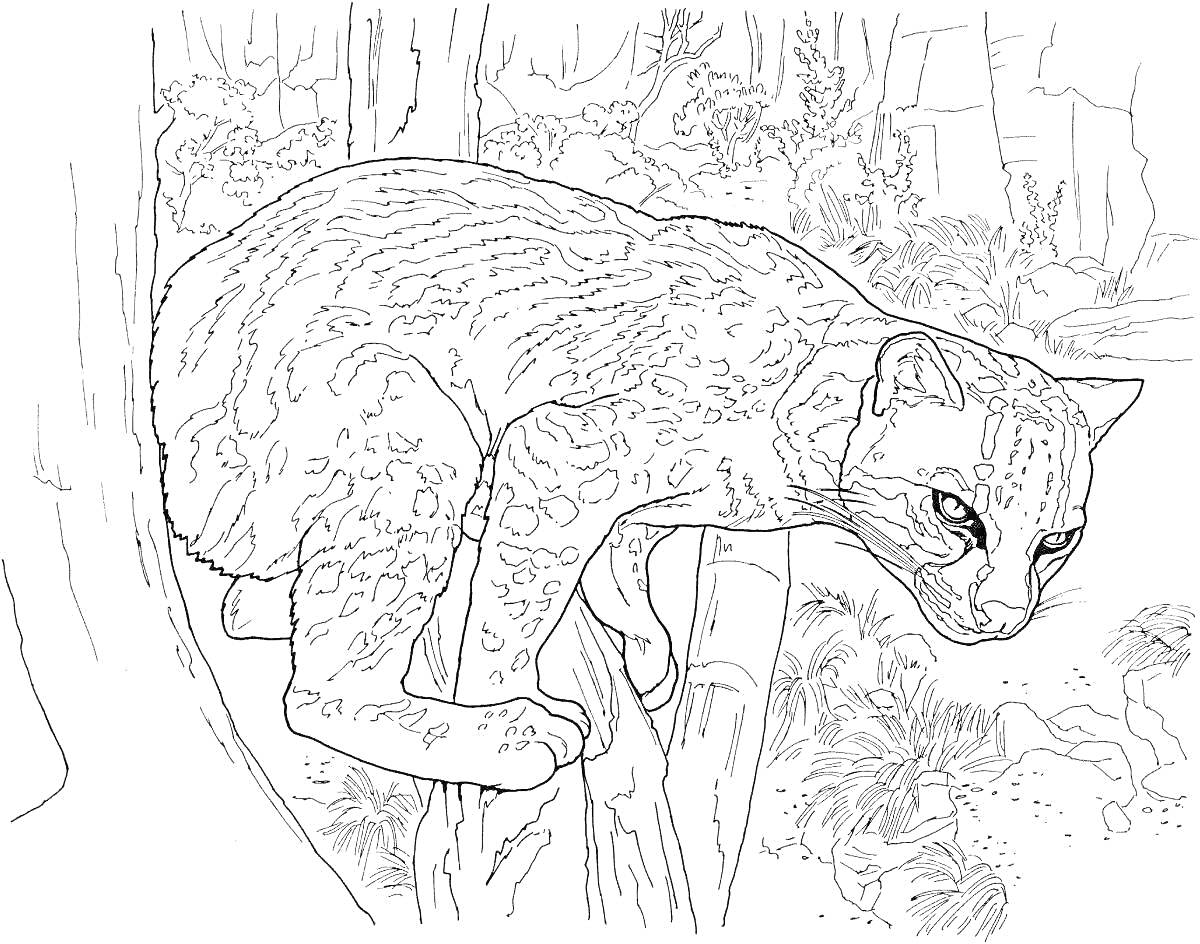 На раскраске изображено: Дымчатый леопард, Джунгли, Большие кошки, Дикая природа, Природа, Листья