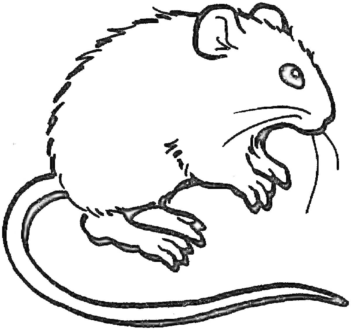 Раскраска Мышка с усами и длинным хвостом в профиль
