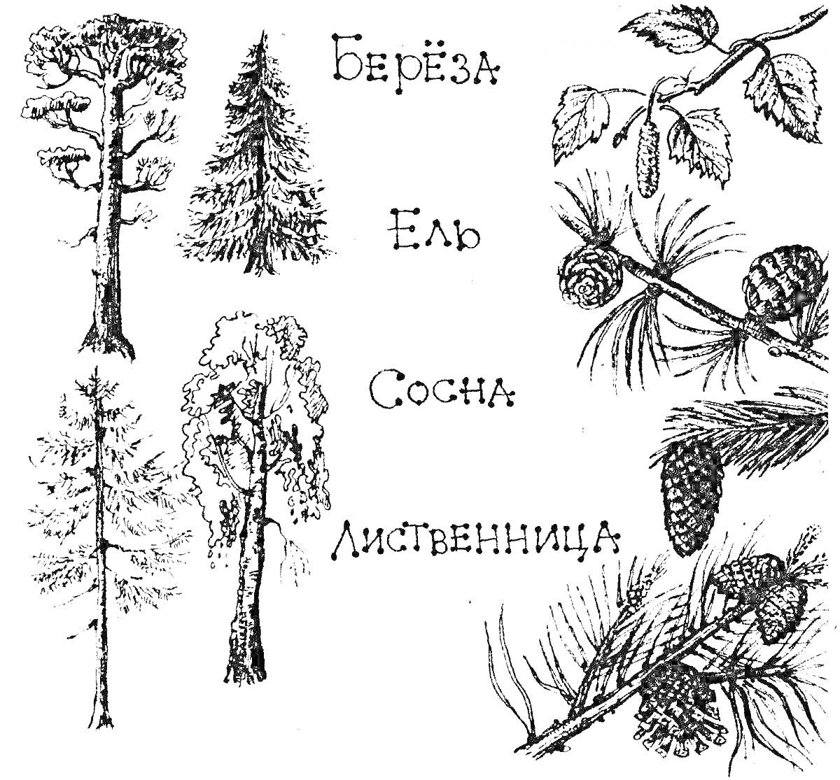 На раскраске изображено: Хвойные деревья, Береза, Сосна, Шишки, Листья, Хвоя, Природа, Ветка, Елки
