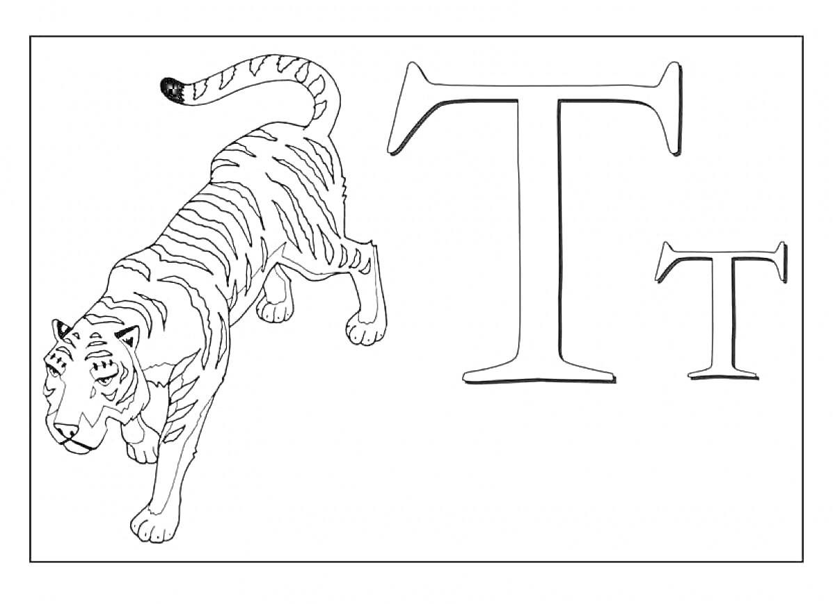 На раскраске изображено: Буква Т, Тигр, Алфавит, Обучающие материалы
