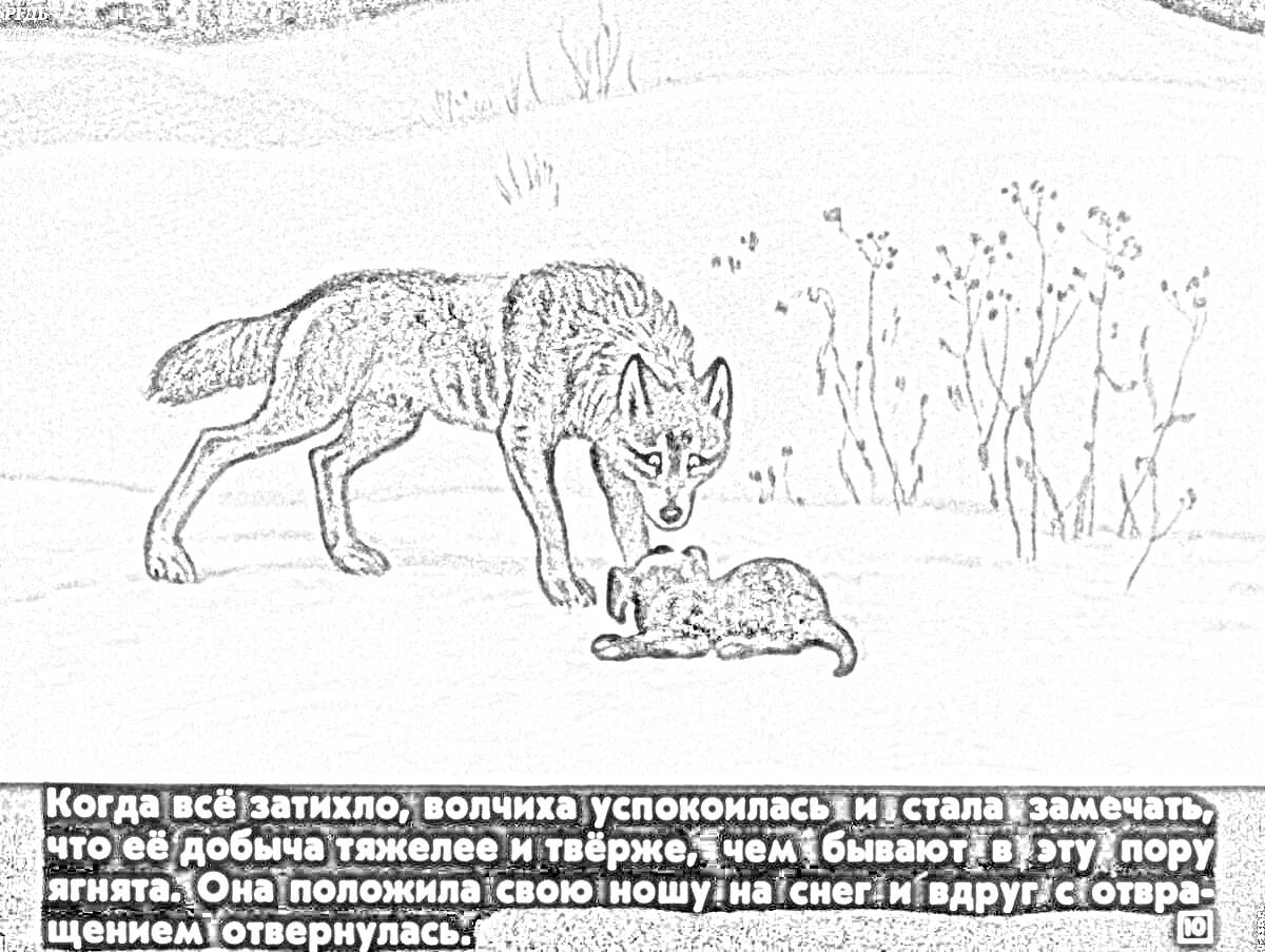 На раскраске изображено: Волк, Волчица, Волчонок, Зима, Снег, Деревья, Природа, Животные