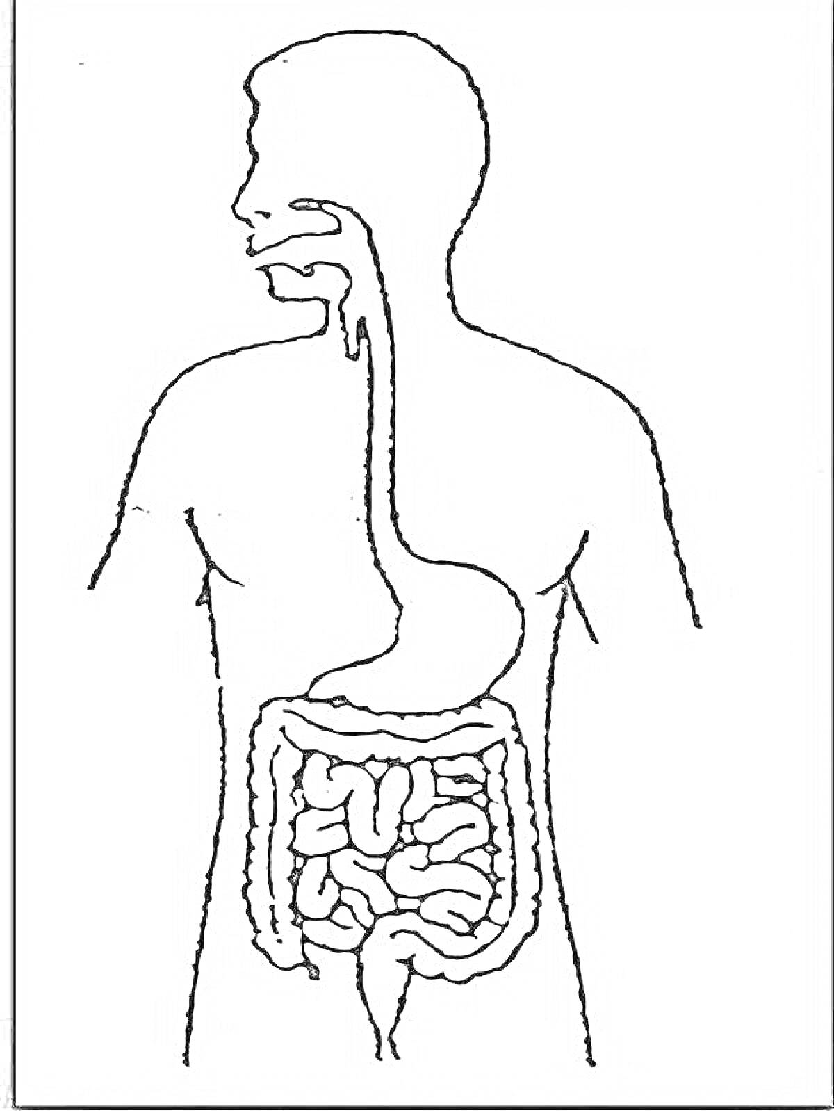 Раскраска Пищеварительная система человека: ротовая полость, пищевод, желудок, тонкий кишечник, толстый кишечник