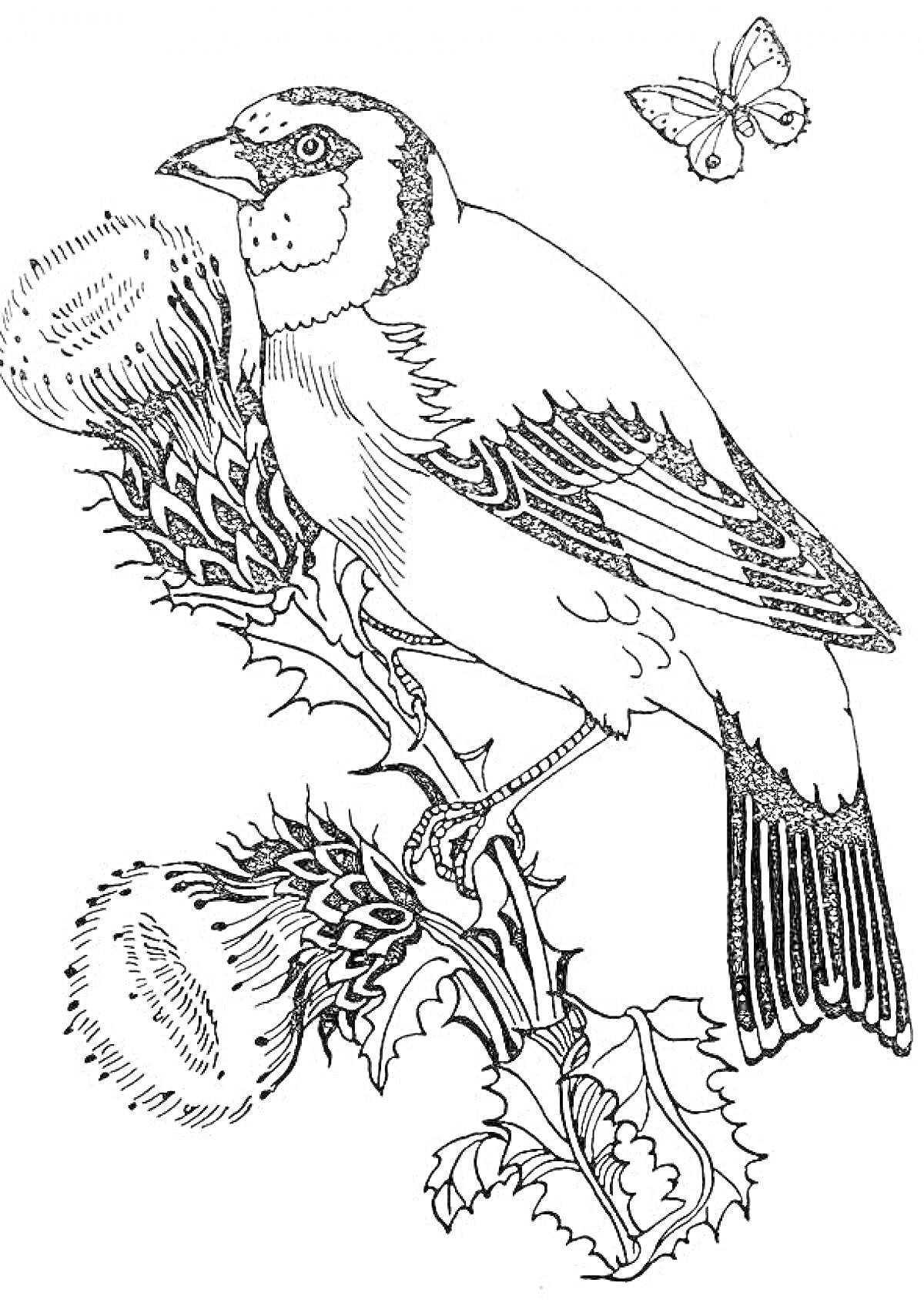 Раскраска Щегол на ветке чертополоха и бабочка