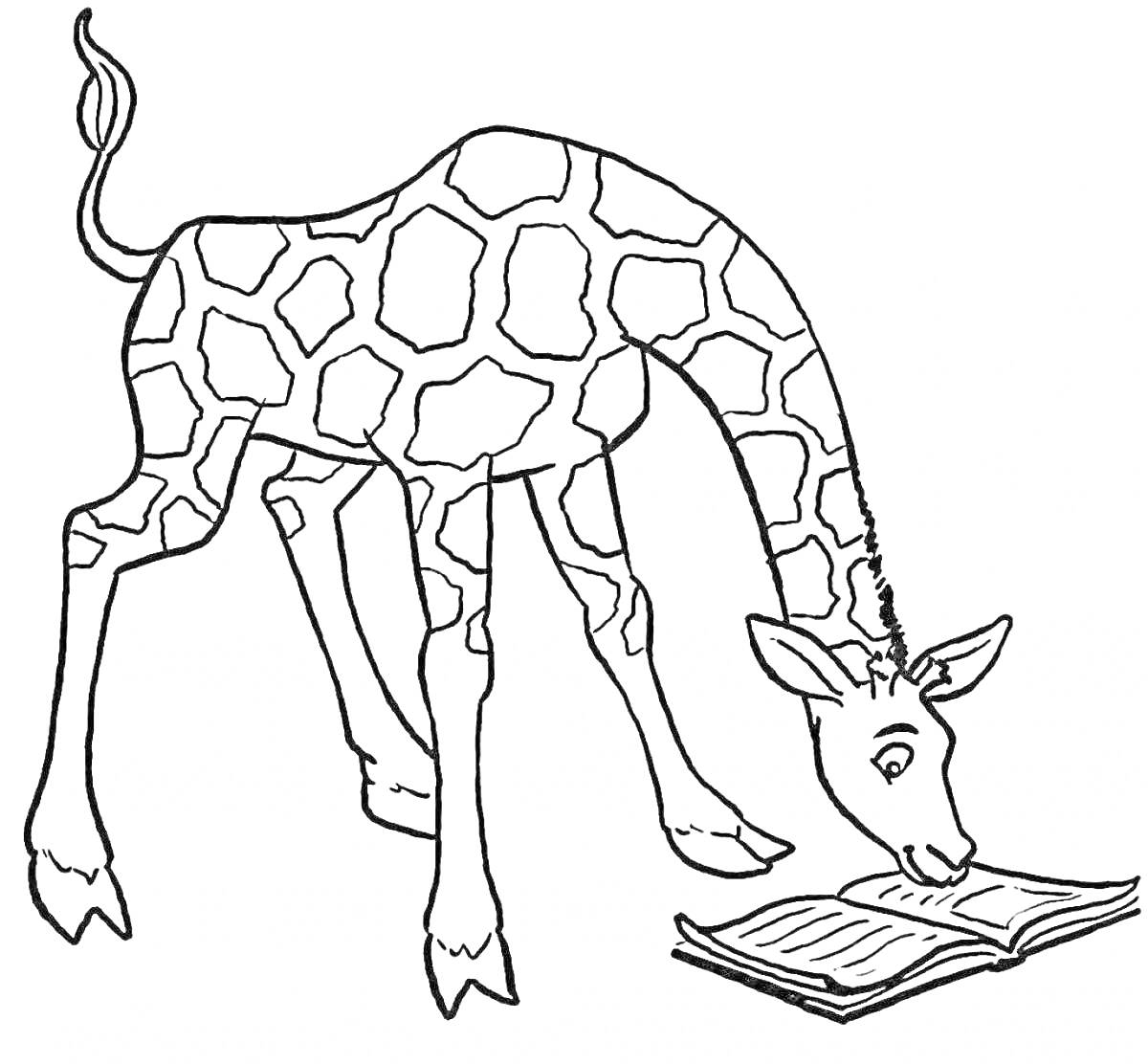 Раскраска Жираф, читающий книгу