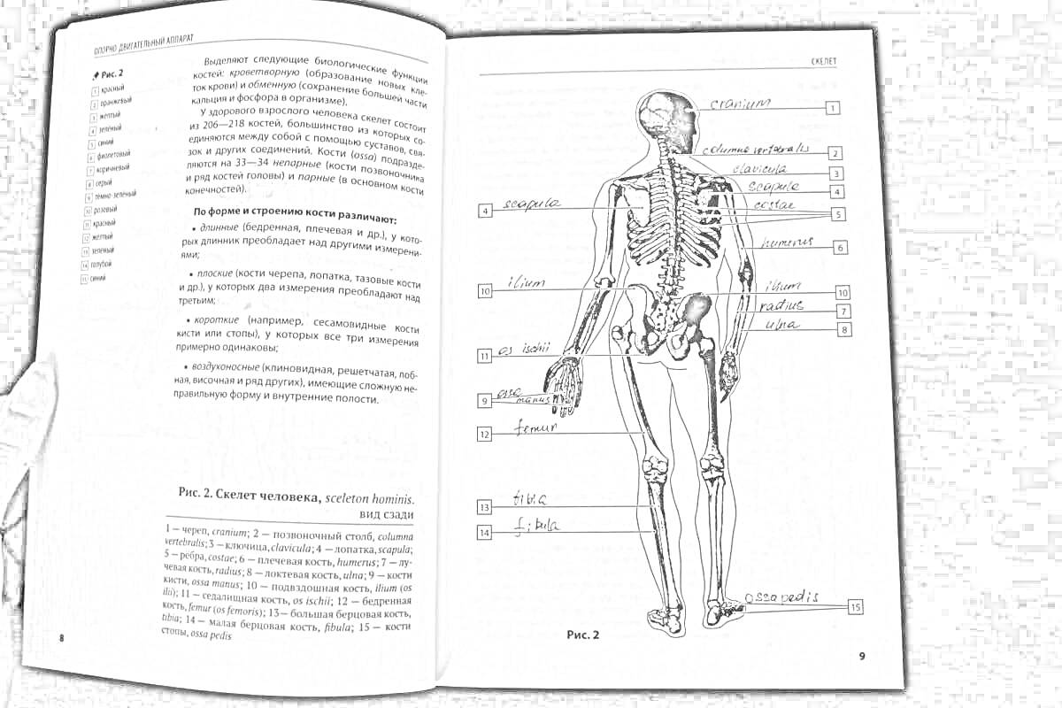 На раскраске изображено: Анатомия, Скелет, Человеческий скелет, Задняя проекция, Кости, Учебник